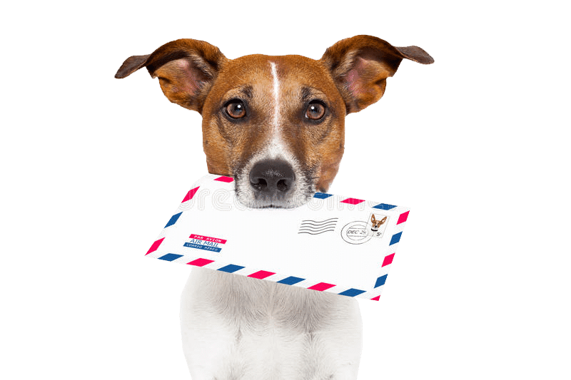 mail dog