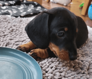 Mini dachshunds