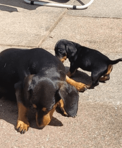 Mini dachshunds