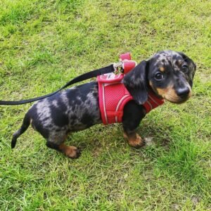 mini dachshund